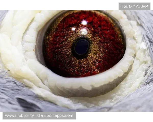 国家队训练风格微调:强化反击与高位压迫打法的实战解码